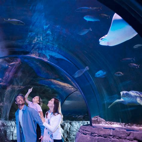 Sea life kansas city - Visit SEA LIFE Aquarium and LEGOLAND® Discovery Center - the ultimate indoor LEGO playground. There's no need to rush with a combo ticket, you have a full 30 days to visit SEA LIFE Aquarium after your day exploring LEGOLAND Discovery Center Kansas City. Please note: each party must be accompanied by at least one child (aged 17 and under) to ... 